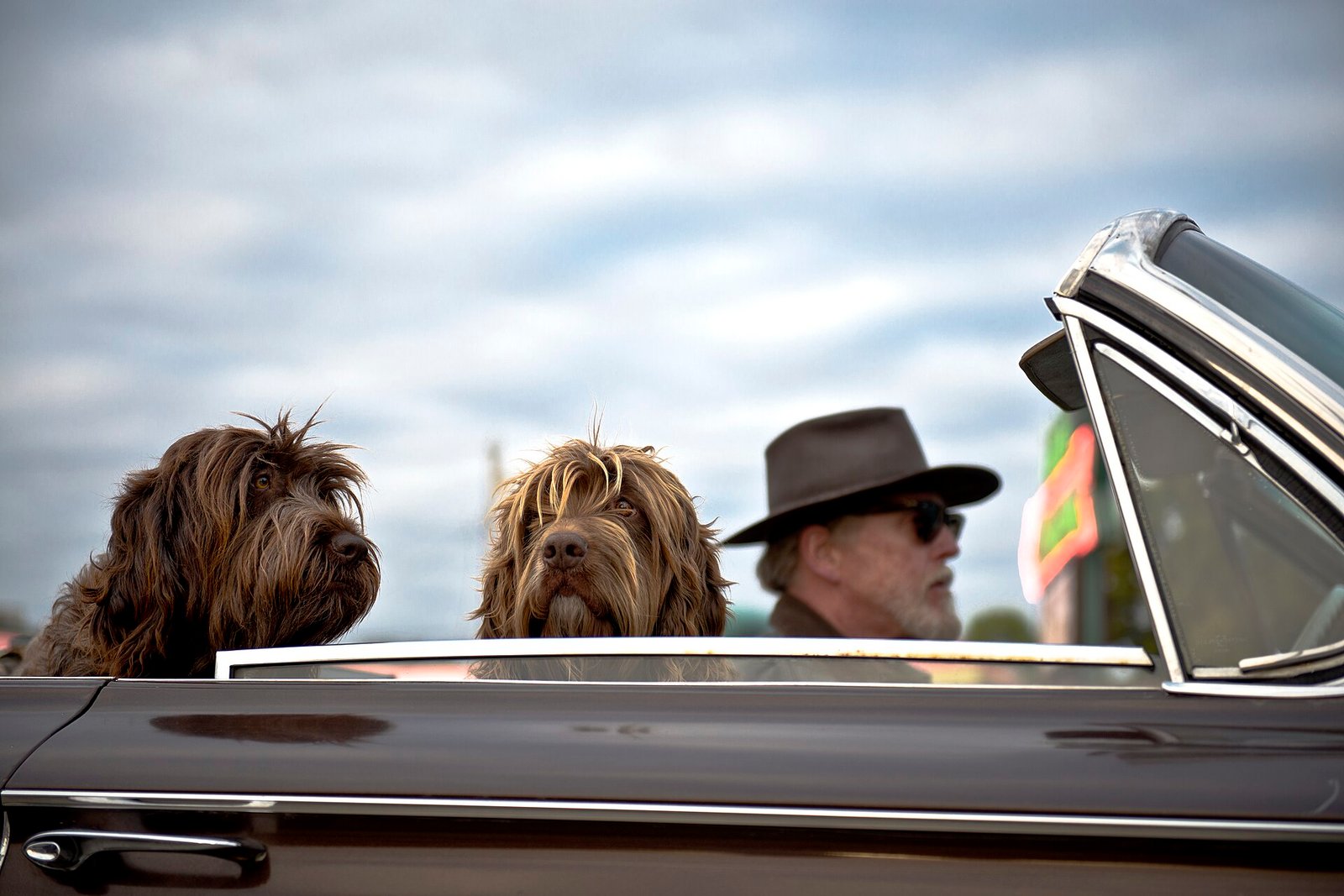 Is Grain-Free Dog Food Better? What Owners Should Know