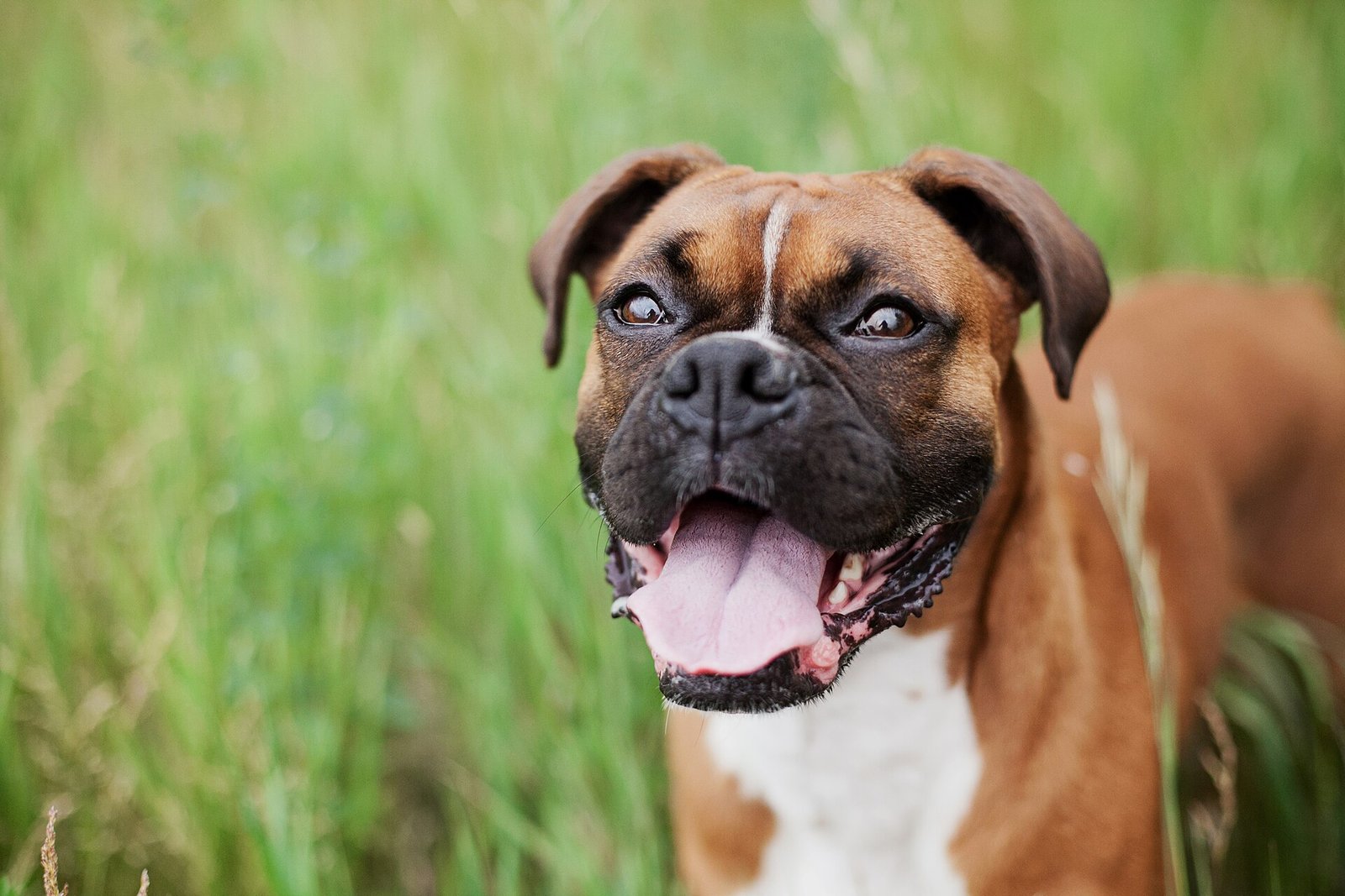 Close-up portrait of a dog