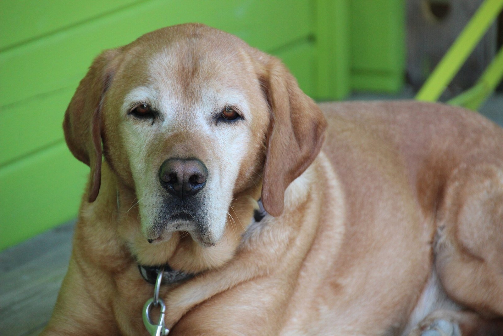 10 Human Foods That Are Toxic to Dogs (and What to Do If Your Dog Eats One)