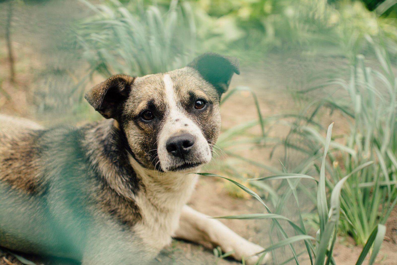 Dog sitting in the grass