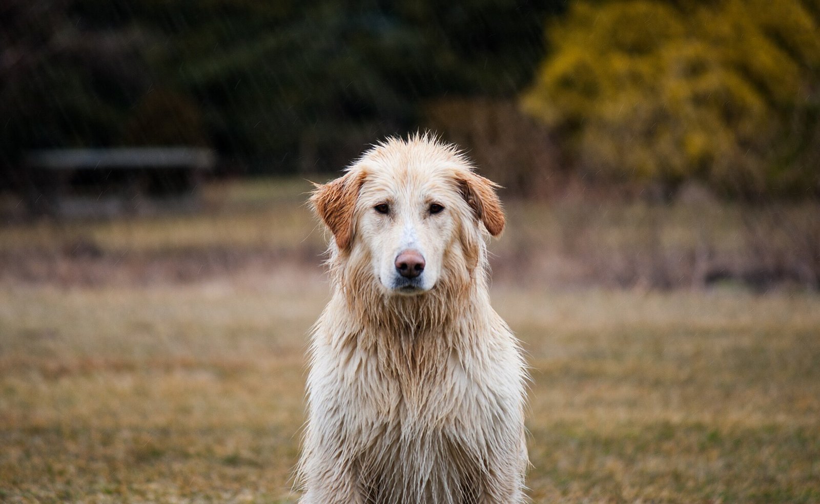 Kennel Cough in Dogs: Symptoms, Treatment and Prevention