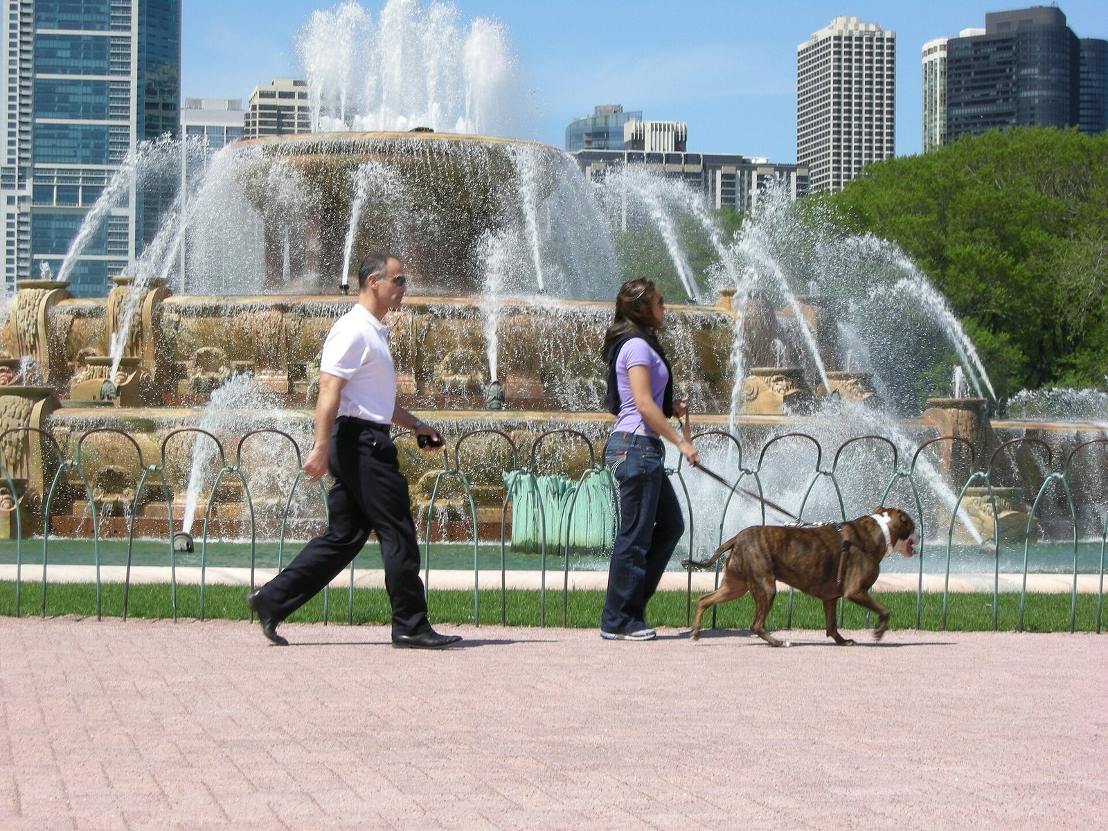 How to Stop Your Dog Pulling on the Leash