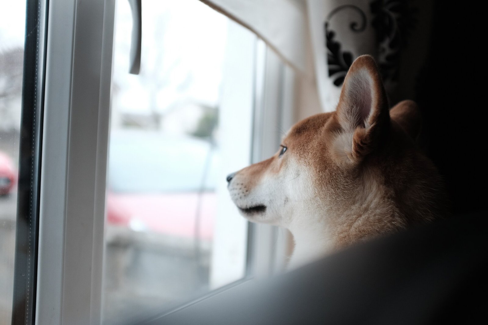 Dog looking out of a window