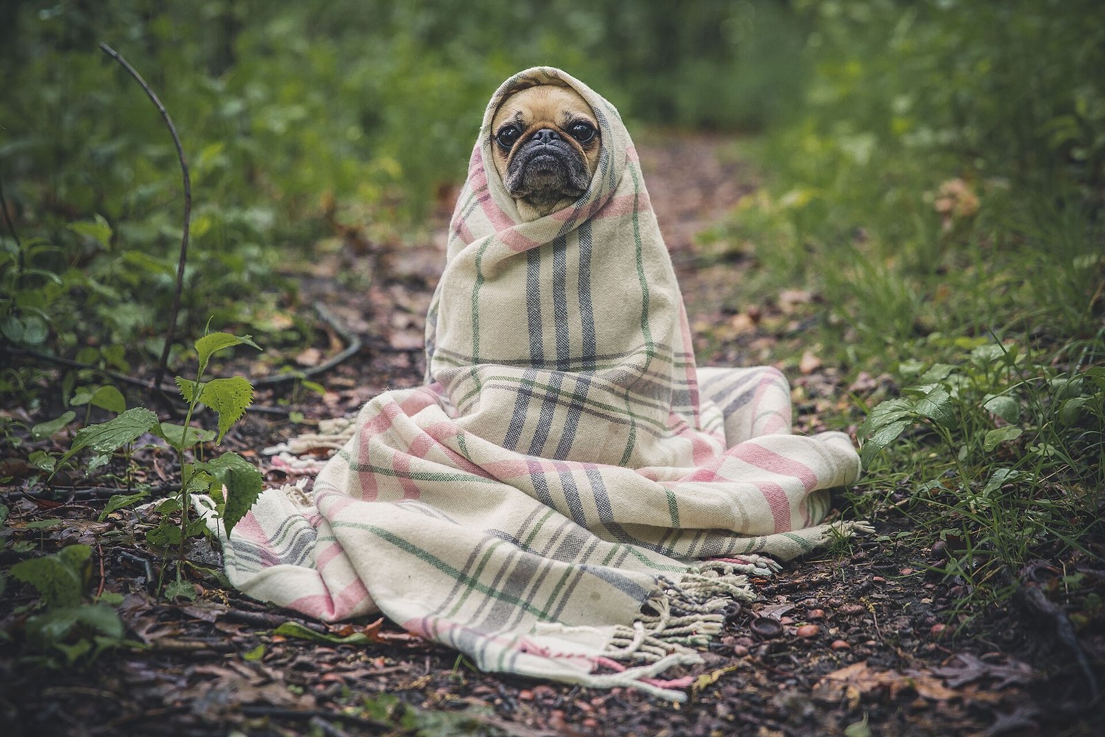 Signs Your Dog Needs to See a Vet Right Away