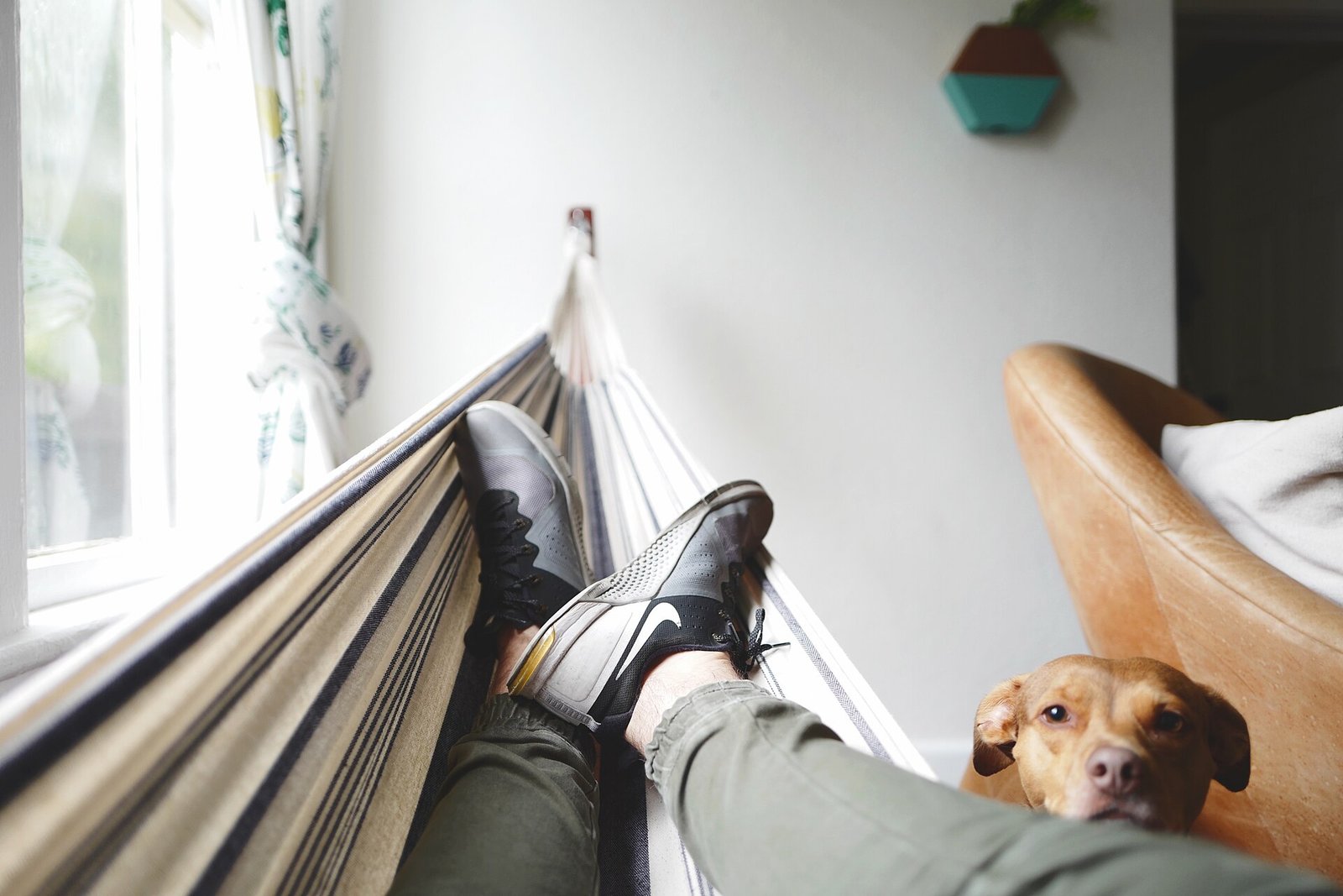 Spaying and Neutering Your Dog: Benefits, Risks and Timing