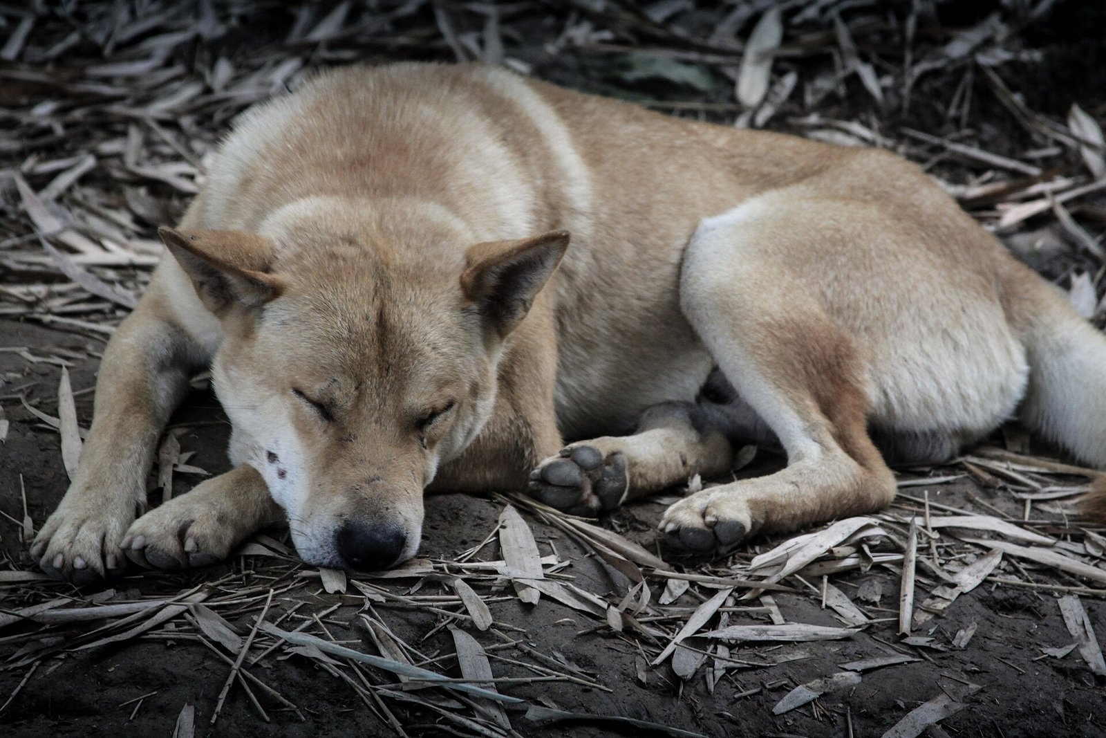 Vomiting and Diarrhea in Dogs: When to Worry and When to Wait
