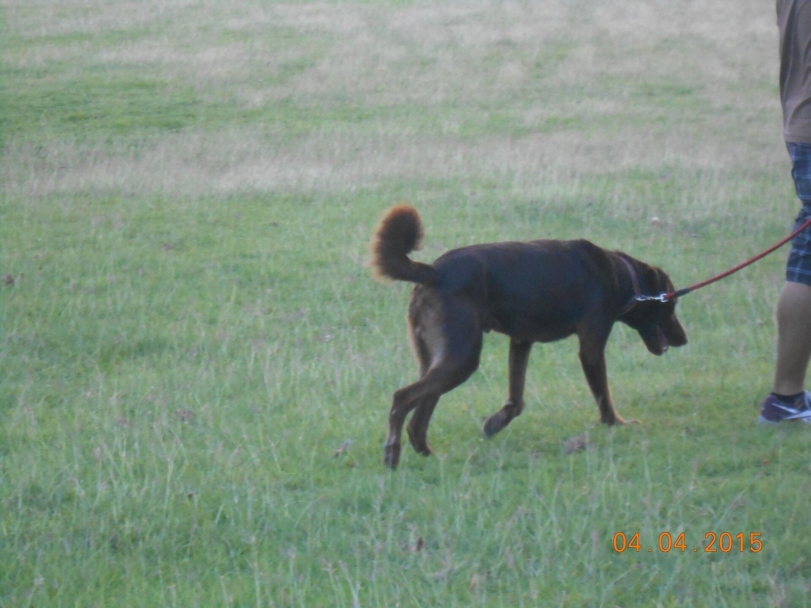 Dog running on grass