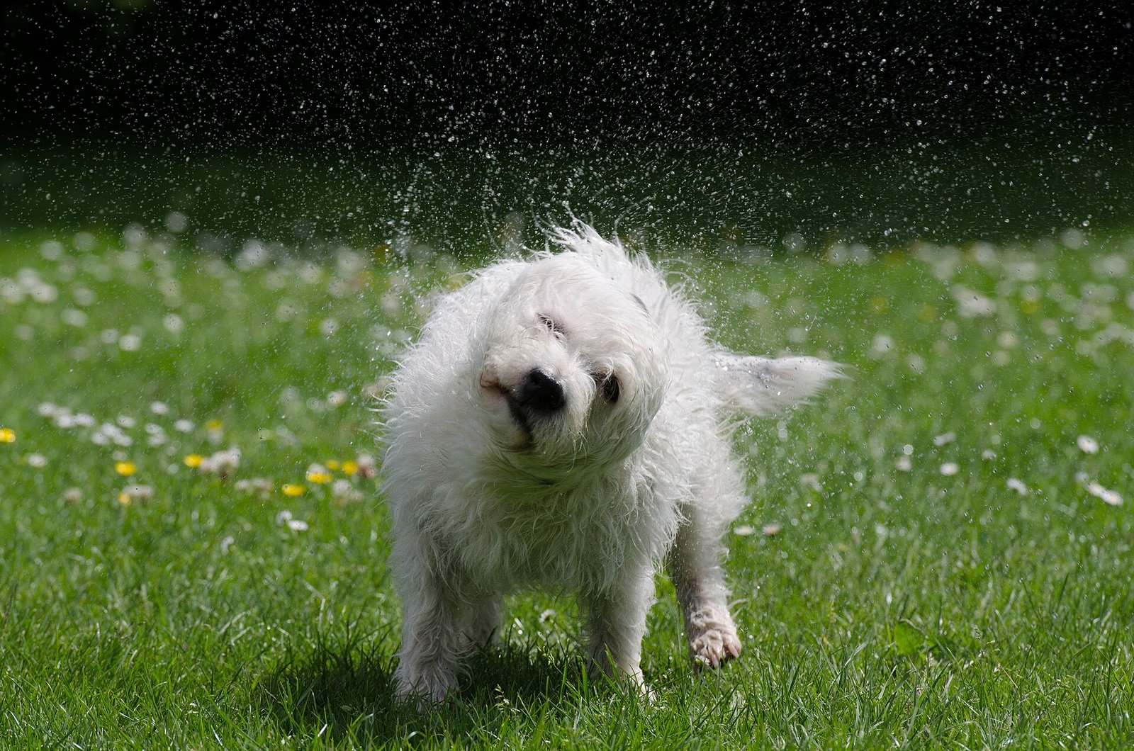 How Often Should You Bathe Your Dog? A Complete Guide