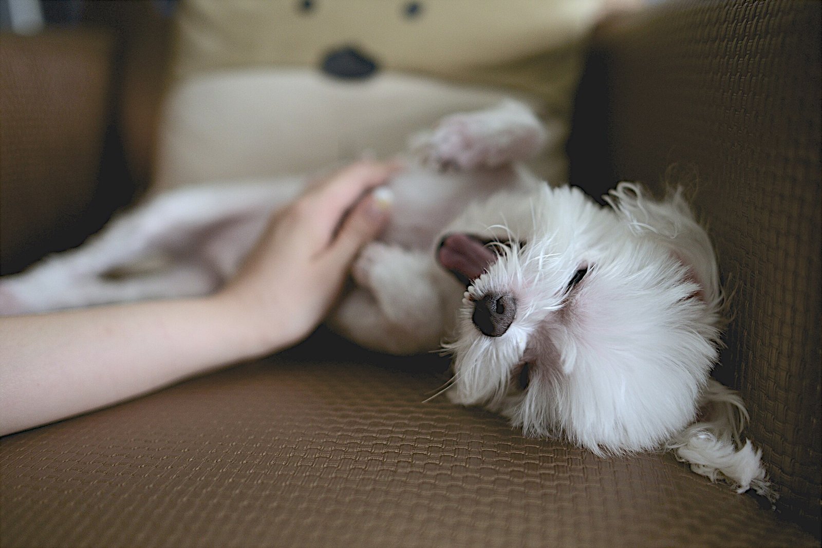 Dog Dental Care: How to Brush Your Dog’s Teeth and Prevent Gum Disease