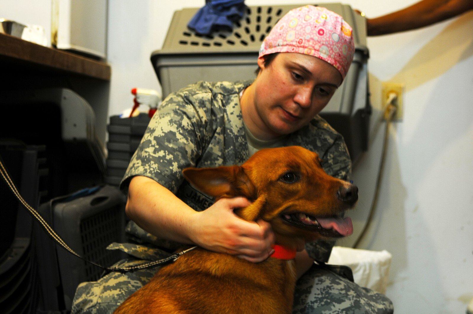How Often Should You Take Your Dog to the Vet? A Life-Stage Guide
