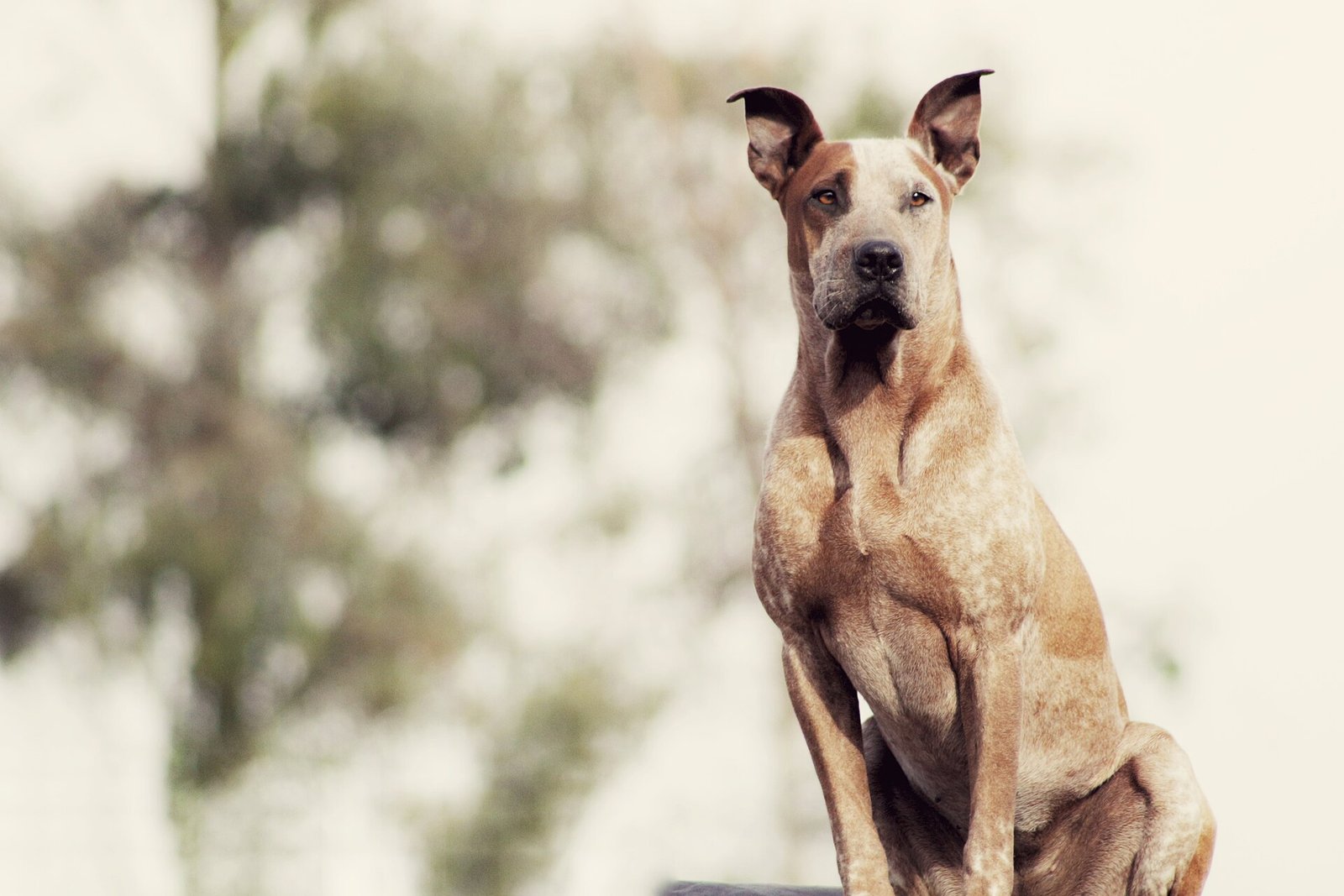 Can Dogs Eat Fruit? Safe and Unsafe Fruits for Dogs