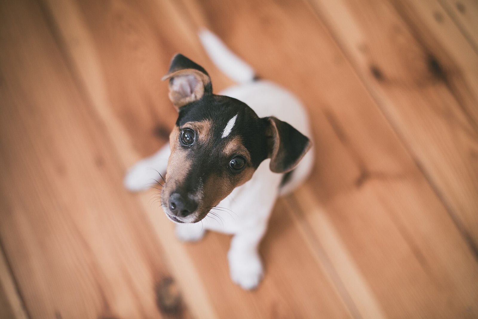 How to Stop Puppy Biting: Gentle Methods That Work
