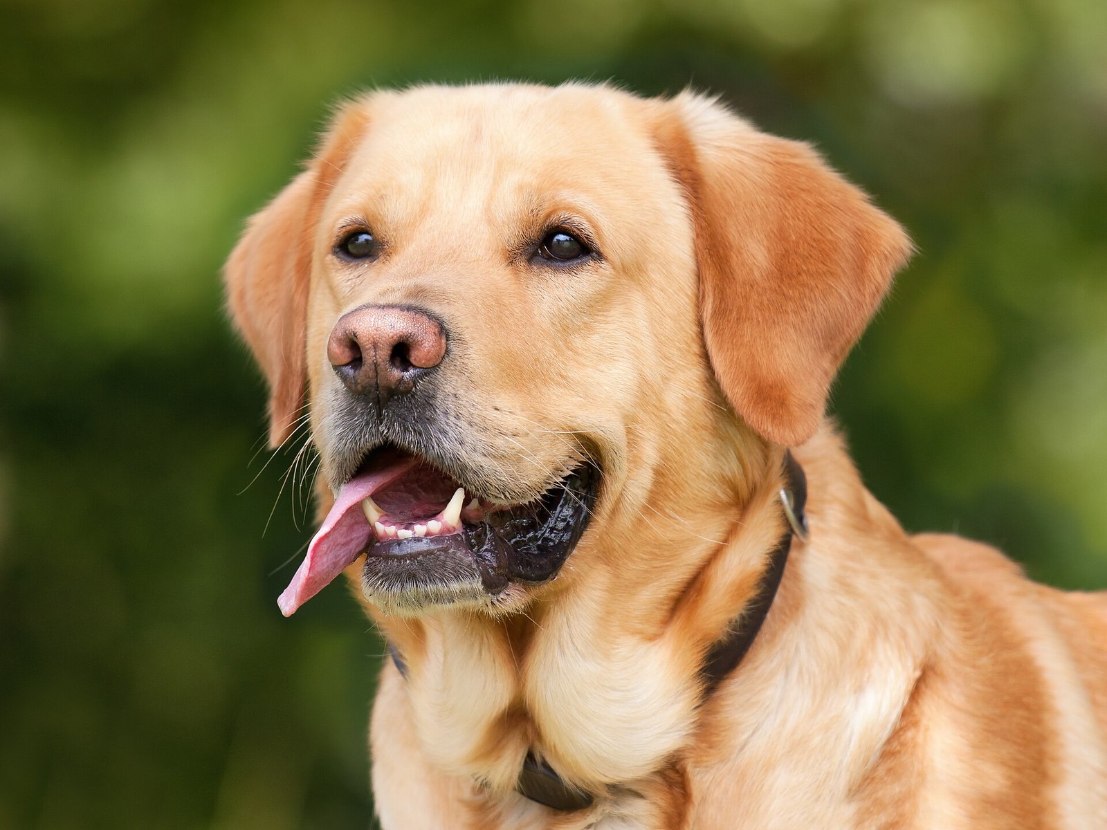 Labrador Retriever standing outdoors