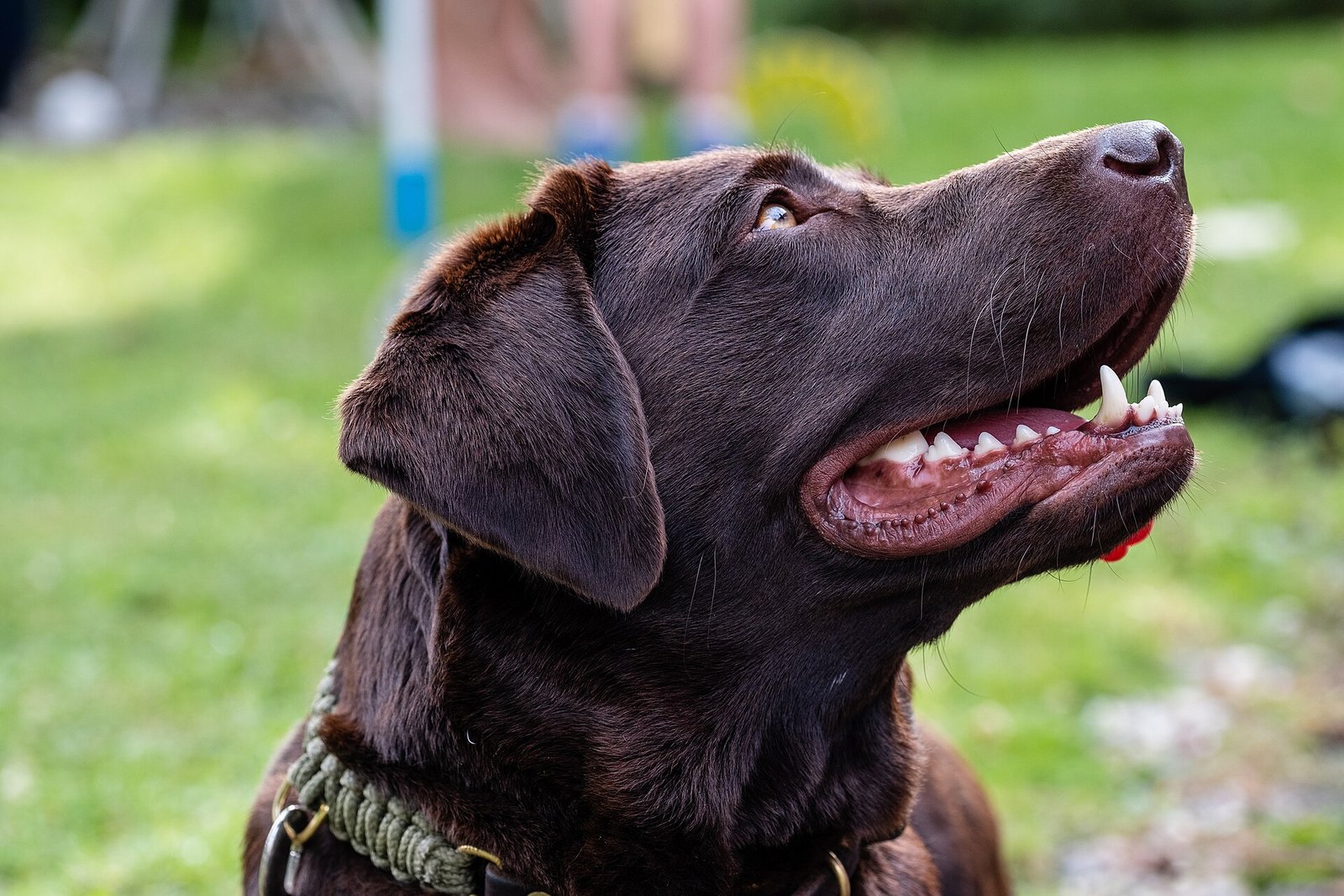 Pet Insurance Explained: Deductibles, Reimbursement and What Is Not Covered
