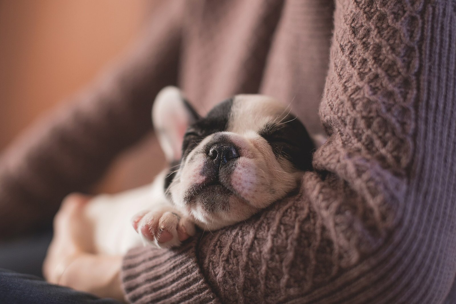 Your New Puppy: A Checklist for the First Weeks at Home