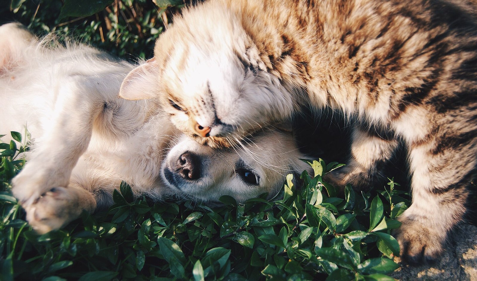 Is Pet Insurance Worth It? How to Decide for Your Dog