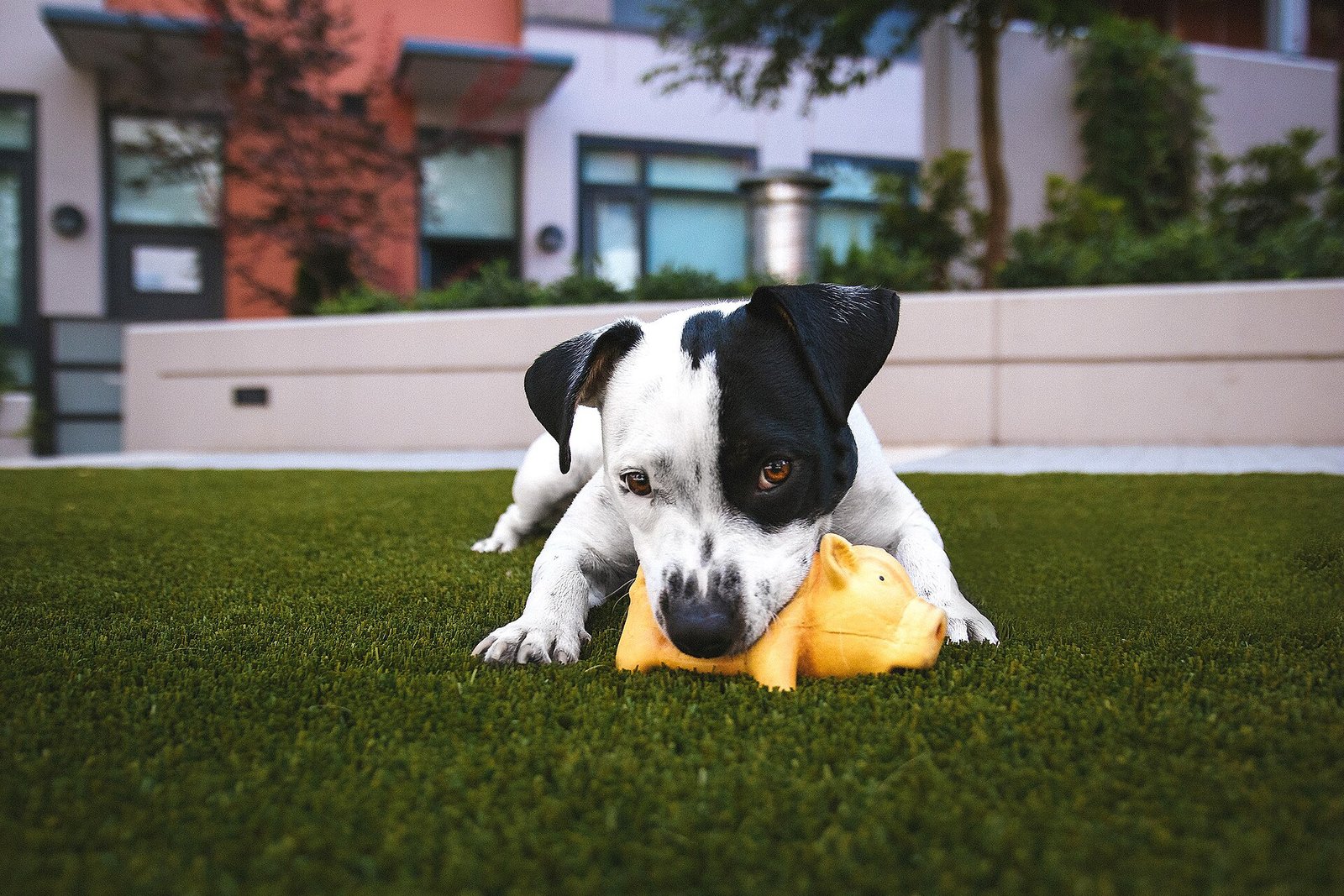 Puppy playing with a toy
