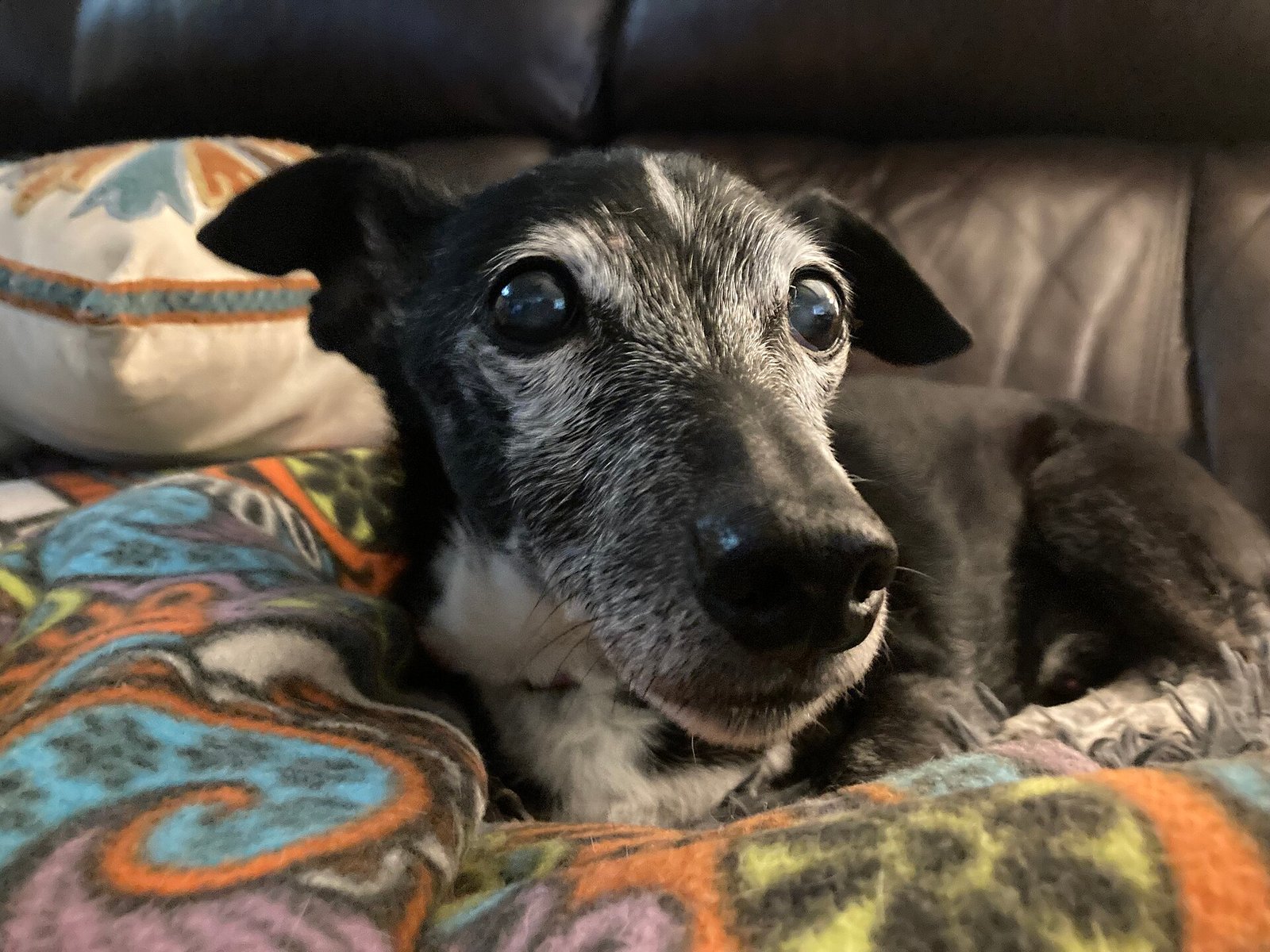 Small senior mixed-breed dog